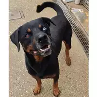 Foto dell\'animale cane - Matr. 2024/0305 - Microchip 380260042908378