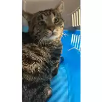 Foto dell\'animale gatto - Matr. 2024/0307 - Microchip 380260044730209