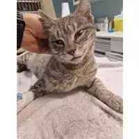 Foto dell\'animale gatto - Matr. 2024/0302 - Microchip 380260044730623