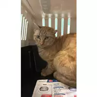 Foto dell\'animale gatto - Matr. 2024/0303 - Microchip 380260044730959