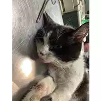 Foto dell\'animale gatto - Matr. 2024/0310 - Microchip 380260044730417