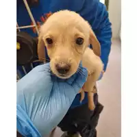Foto dell\'animale cane - Matr. 2024/0311 - Microchip 380260044929768