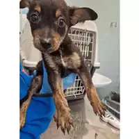 Foto dell\'animale cane - Matr. 2024/0312 - Microchip 380260044926835