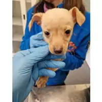 Foto dell\'animale cane - Matr. 2024/0313 - Microchip 380260044926683