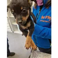 Foto dell\'animale cane - Matr. 2024/0314 - Microchip 380260044929904