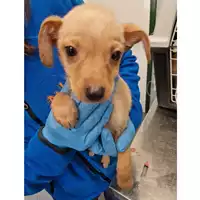 Foto dell\'animale cane - Matr. 2024/0315 - Microchip 380260044930130