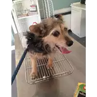 Foto dell\'animale cane - Matr. 2017/1433 - Microchip 380260043309893