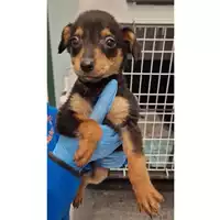 Foto dell\'animale cane - Matr. 2024/0316 - Microchip 380260044927047
