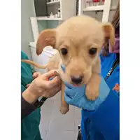 Foto dell\'animale cane - Matr. 2024/0317 - Microchip 380260044932165