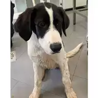 Foto dell\'animale cane - Matr. 2024/0318 - Microchip 380260044730505