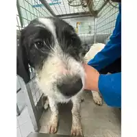 Foto dell\'animale cane - Matr. 2024/0319 - Microchip 380260044927098