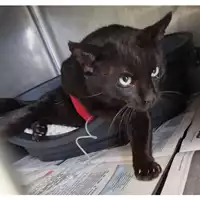 Foto dell\'animale gatto - Matr. 2024/0320 - Microchip 380260044731046