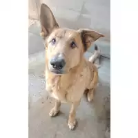 Foto dell\'animale cane - Matr. 2016/2413 - Microchip 380260042531657