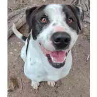 Foto dell\'animale cane - Matr. 2023/1900 - Microchip 380260044750905
