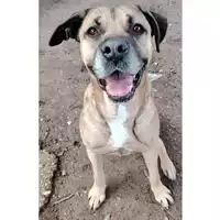 Foto dell\'animale cane - Matr. 2023/1967 - Microchip 380260043519680