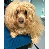 Foto dell\'animale cane - Matr. 2024/0325 - Microchip 380260000691998