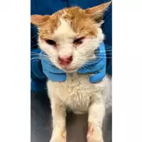Foto dell\'animale gatto - Matr. 2024/0327 - Microchip 380260044730510