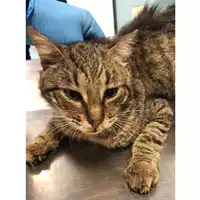 Foto dell\'animale gatto - Matr. 2024/0328 - Microchip 380260044730834