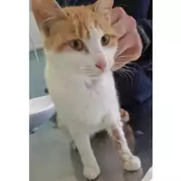 Foto dell\'animale gatto - Matr. 2024/0329 - Microchip 380260044930143