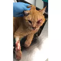 Foto dell\'animale gatto - Matr. 2024/0331 - Microchip 380260044998384