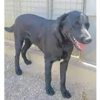 Foto dell\'animale cane - Matr. 2017/0810 - Microchip 380260043135213