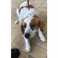Foto dell\'animale cane - Matr. 2024/0330 - Microchip 380260044730540