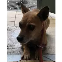 Foto dell\'animale cane - Matr. 2024/0333 - Microchip 380260044998434