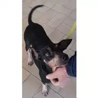 Foto dell\'animale cane - Matr. 2024/0334 - Microchip 380260044998186