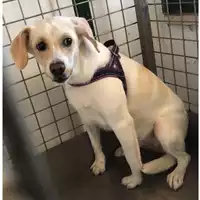 Foto dell\'animale cane - Matr. 2023/1573 - Microchip 380260045072082