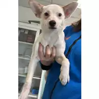 Foto dell\'animale cane - Matr. 2024/0335 - Microchip 380260044997565