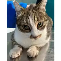 Foto dell\'animale gatto - Matr. 2024/0337 - Microchip 380260044997685