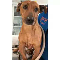 Foto dell\'animale cane - Matr. 2024/0336 - Microchip 380260044997784