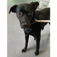 Foto dell\'animale cane - Matr. 2023/1980 - Microchip 380260044926598