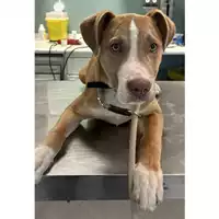 Foto dell\'animale cane - Matr. 2024/0338 - Microchip 380260044998336