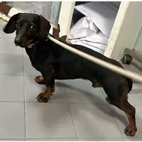 Foto dell\'animale cane - Matr. 2024/0339 - Microchip 380260101908508