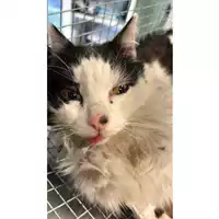 Foto dell\'animale gatto - Matr. 2024/0342 - Microchip 380260044998152
