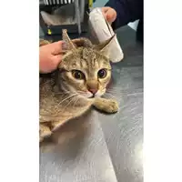 Foto dell\'animale gatto - Matr. 2024/0343 - Microchip 380260044997558