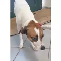 Foto dell\'animale cane - Matr. 2024/0344 - Microchip 380260044997716