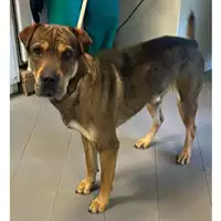 Foto dell\'animale cane - Matr. 2024/0345 - Microchip 380260044997626