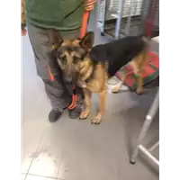 Foto dell\'animale cane - Matr. 2017/1437 - Microchip 380260043267257