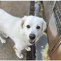 Foto dell\'animale cane - Matr. 2024/0347 - Microchip 380260044998010