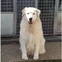 Foto dell\'animale cane - Matr. 2024/0351 - Microchip 380260044998050