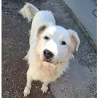Foto dell\'animale cane - Matr. 2024/0352 - Microchip 380260044997696
