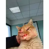 Foto dell\'animale gatto - Matr. 2024/0353 - Microchip 380260044997603