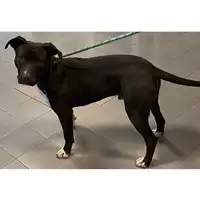 Foto dell\'animale cane - Matr. 2024/0354 - Microchip 380260044998328