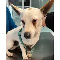 Foto dell\'animale cane - Matr. 2024/0355 - Microchip 380260044998094