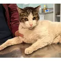 Foto dell\'animale gatto - Matr. 2024/0356 - Microchip 380260044997920