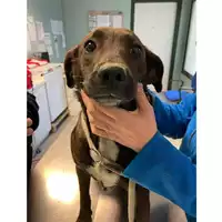 Foto dell\'animale cane - Matr. 2024/0358 - Microchip 380260044998075