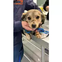 Foto dell\'animale cane - Matr. 2024/0359 - Microchip 380260044998443