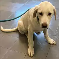 Foto dell\'animale cane - Matr. 2024/0360 - Microchip 380260044997732